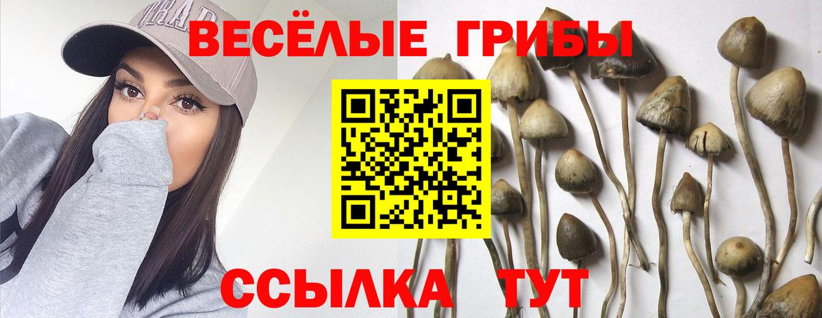 где продают наркотики  Галлюциногенные грибы мицелий  Вход с VPN  Новокубанск 